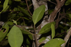 Muellerina celastroides