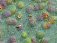 Closterocerus chamaeleon