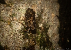 Cotylana angustifrons