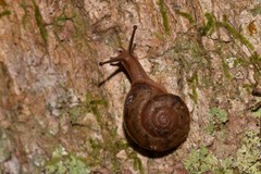 Austrochloritis brevipila