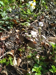 Byasa polyeuctes termessus