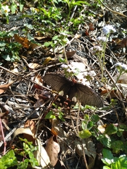Byasa polyeuctes termessus