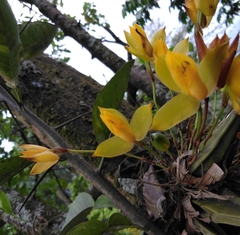 Lycaste aromatica