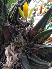 Lycaste aromatica
