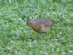 Turdus merula