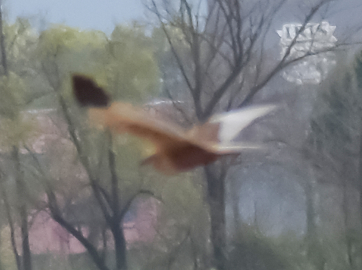 Western Marsh Harrier