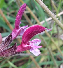 Salvia hierosolymitana hierosolymitana