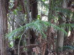 Cunninghamia