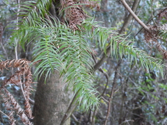 Cunninghamia