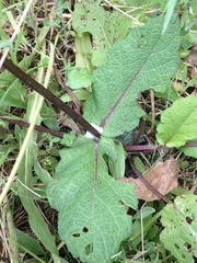 Salvia hierosolymitana hierosolymitana