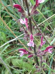 Salvia hierosolymitana hierosolymitana
