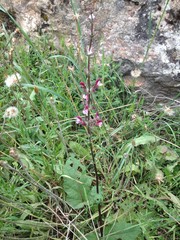 Salvia hierosolymitana hierosolymitana