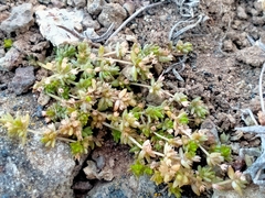 Crassula mataikona