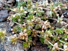 Crassula mataikona