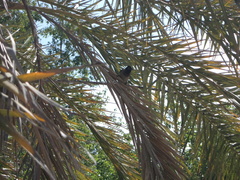 Pycnonotus xanthopygos