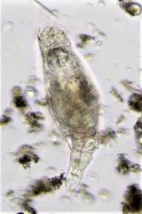 Pleurotrocha
