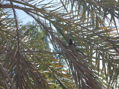 Pycnonotus xanthopygos