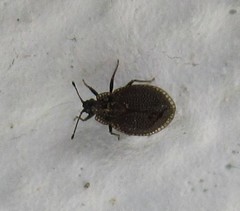 Acalypta parvula