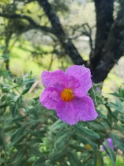 Cistus