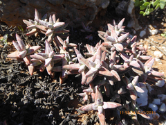 Crassula grisea