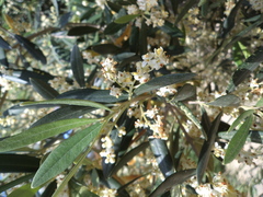 Olea europaea