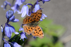 Polygonia c-aureum