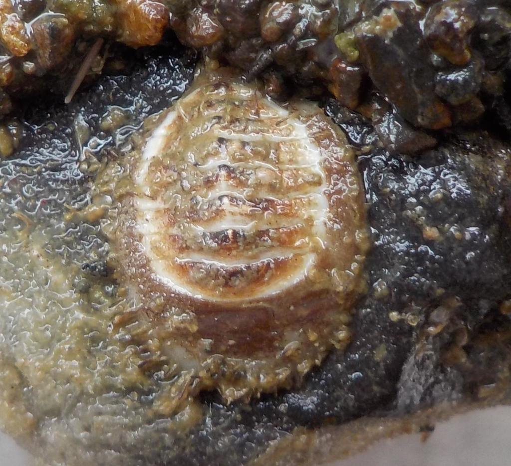 Placiphorella atlantica