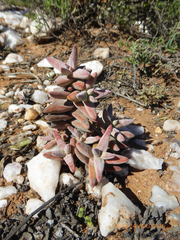 Crassula grisea
