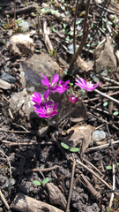 Hepatica nobilis