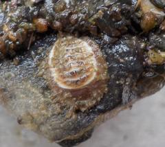 Placiphorella pacifica