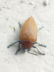 Sternocera feldspathica