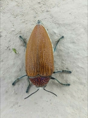 Sternocera feldspathica