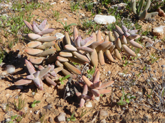Crassula grisea