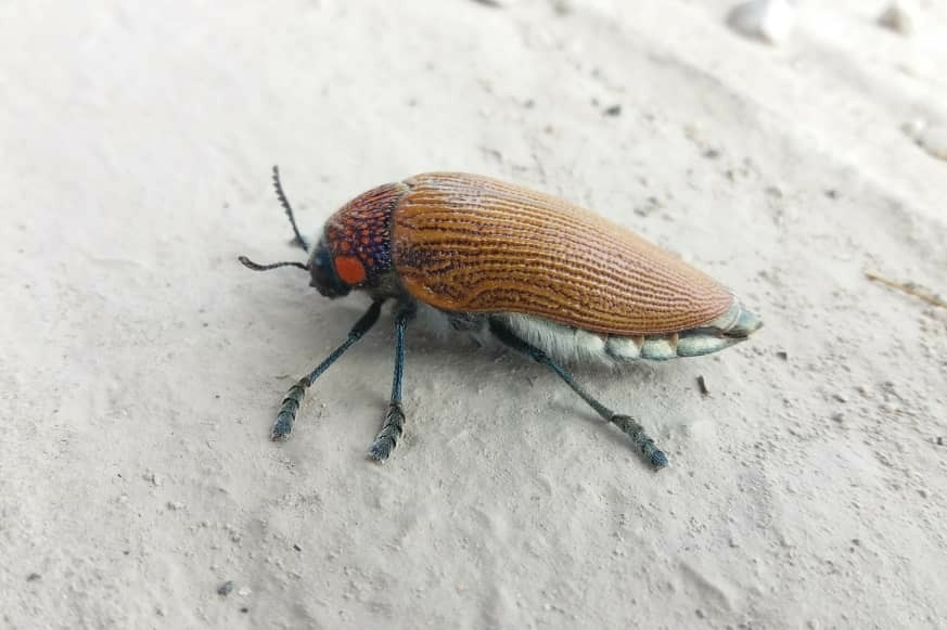 Sternocera feldspathica (Buprestidae (Jewel Beetles) of Southern