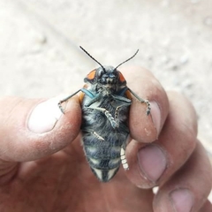 Sternocera feldspathica