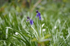 Hyacinthoides non-scripta