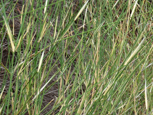 Pohl Veldtgrass (Ehrharta ramosa)