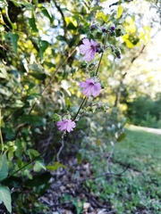 Mirabilis latifolia
