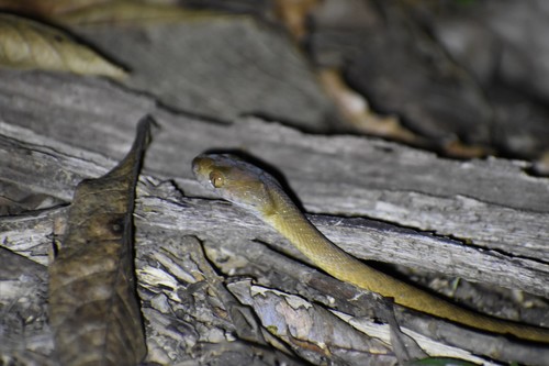 Brown Tree Snake sighting