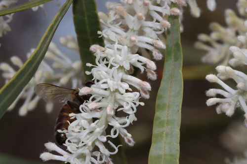 Image of Xylomelum angustifolium by (c) Tim Hammer, some rights reserved (CC BY)