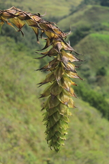 Puya pendula