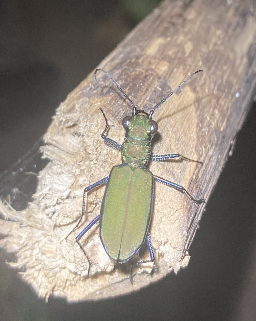 Lophyra infuscatula
