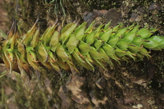 Puya pendula