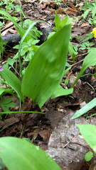 Allium ursinum