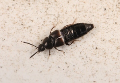 Aleochara lanuginosa