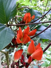 Erythrina breviflora