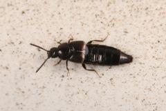 Aleochara lanuginosa