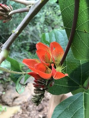Erythrina breviflora