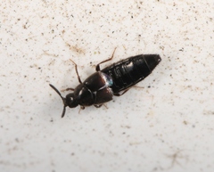 Aleochara lanuginosa