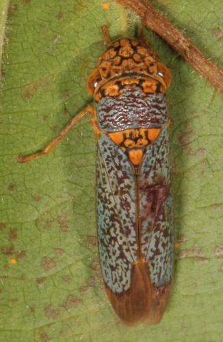 Broad-headed Sharpshooter